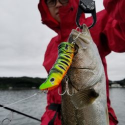 アマテラス 釣果