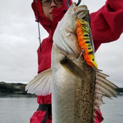 アマテラス 釣果