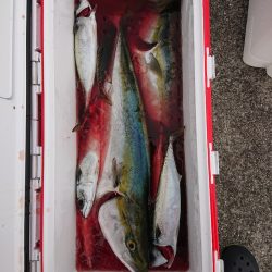 エンペラー 釣果