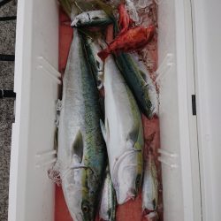 エンペラー 釣果