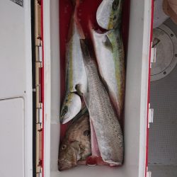 エンペラー 釣果