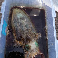 ブルースフィッシングサービス 釣果