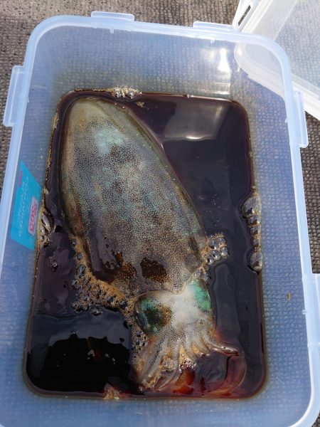 ブルースフィッシングサービス 釣果