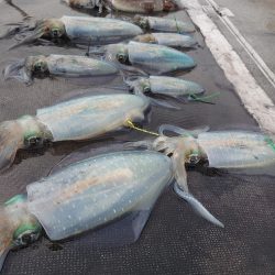 ブルースフィッシングサービス 釣果