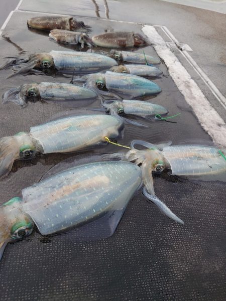 ブルースフィッシングサービス 釣果