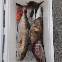 エンペラー 釣果