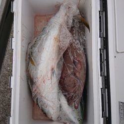 エンペラー 釣果