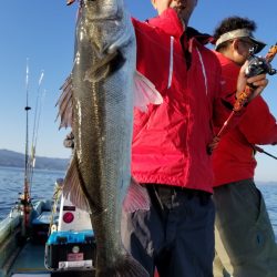 アマテラス 釣果