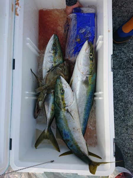 エンペラー 釣果