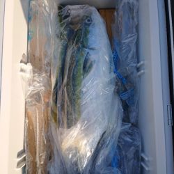 エンペラー 釣果