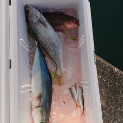 エンペラー 釣果