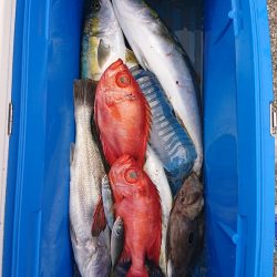 エンペラー 釣果