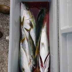 エンペラー 釣果