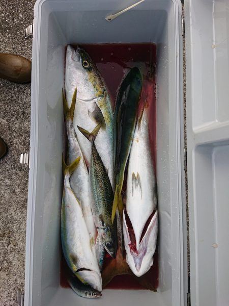 エンペラー 釣果