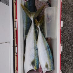 エンペラー 釣果