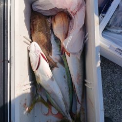 エンペラー 釣果