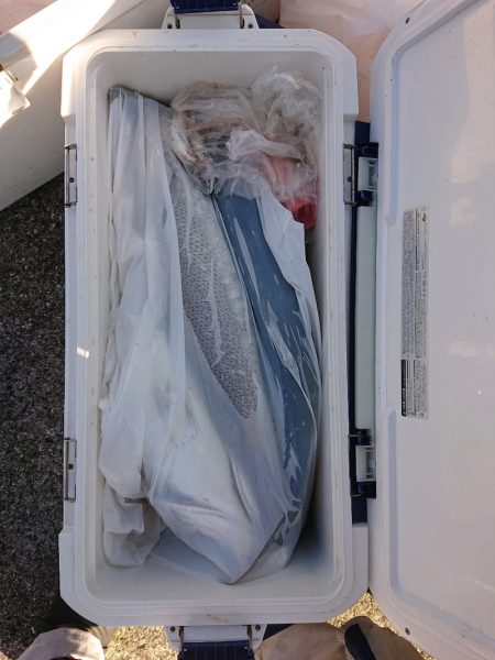 エンペラー 釣果