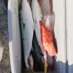 エンペラー 釣果