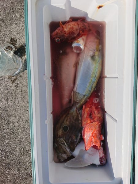 エンペラー 釣果