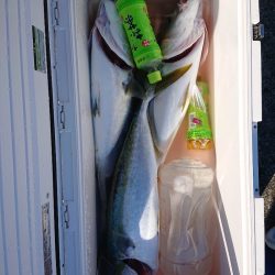 エンペラー 釣果