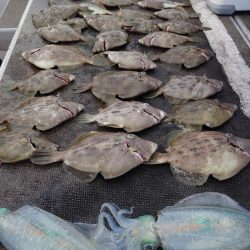 ブルースフィッシングサービス 釣果