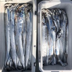 フィッシング キッタカ 釣果