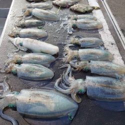 ブルースフィッシングサービス 釣果