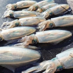 ブルースフィッシングサービス 釣果