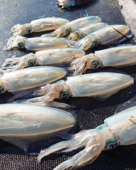 ブルースフィッシングサービス 釣果