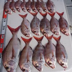 遊漁船 家入 釣果