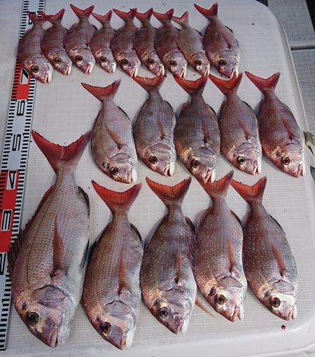 遊漁船 家入 釣果