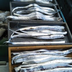 岡田釣船 八英丸 釣果