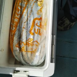 岡田釣船 八英丸 釣果