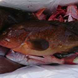 遊漁船 家入 釣果