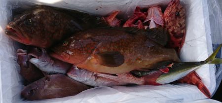 遊漁船 家入 釣果