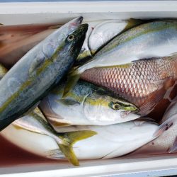 海龍丸(石川) 釣果