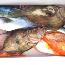 渡船屋たにぐち 釣果