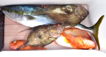 渡船屋たにぐち 釣果