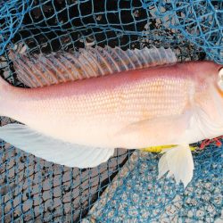 第二龍勢丸 釣果