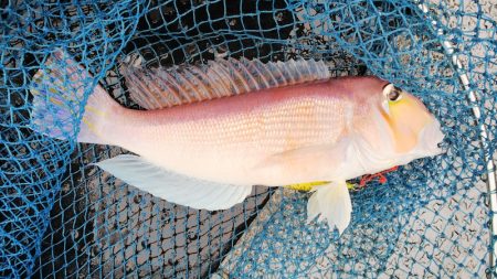 第二龍勢丸 釣果