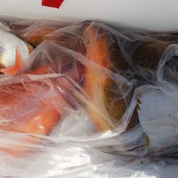 第二龍勢丸 釣果