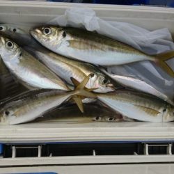 金沢八景鴨下丸 釣果