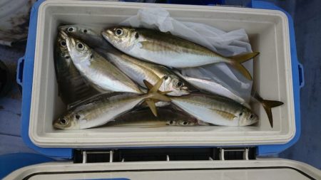 金沢八景鴨下丸 釣果