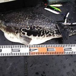 第二龍勢丸 釣果