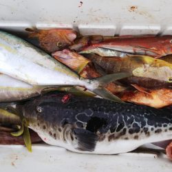 第二龍勢丸 釣果