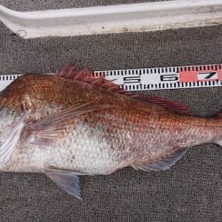 ARCADIAⅡ （アルカディアⅡ） 釣果