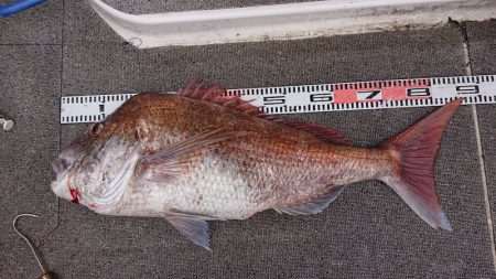 ARCADIAⅡ （アルカディアⅡ） 釣果