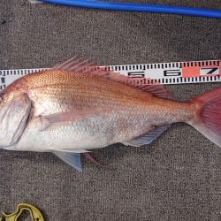 ARCADIAⅡ （アルカディアⅡ） 釣果