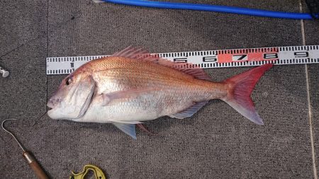 ARCADIAⅡ （アルカディアⅡ） 釣果