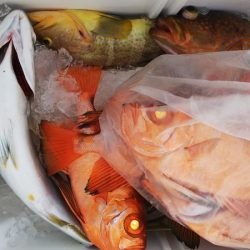 第二龍勢丸 釣果